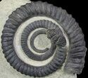 Devonian Ammonite (Anetoceras) With Trilobite Tail - Morocco #68780-1